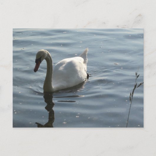 WEißer Schwan Postkarte (Vorderseite)
