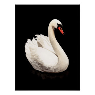 Weißer Schwan Vintage-Kunstposter Poster