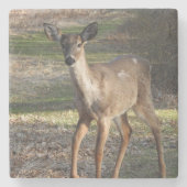 Weißer Schwanz Hirsch bis nah Steinuntersetzer (Vorderseite)