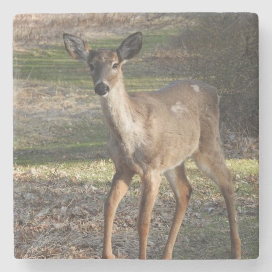 Weißer Schwanz Hirsch bis nah Steinuntersetzer (Vorderseite)