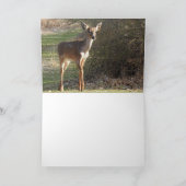 Weißer Schwanz Hirsch *leer* Karte (Innenseite)