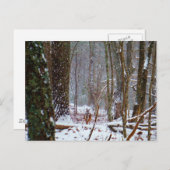 Weißer Schwanz im Schnee Postkarte (Vorne/Hinten)