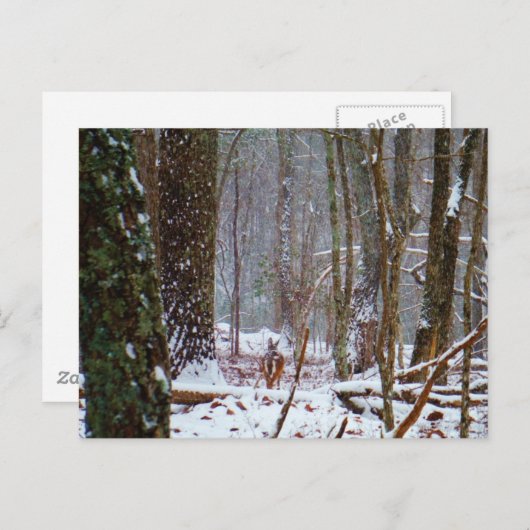 Weißer Schwanz im Schnee Postkarte (Vorne/Hinten)