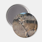 Weißer Schwanz Magnet (Vorderseite/Rückseite)