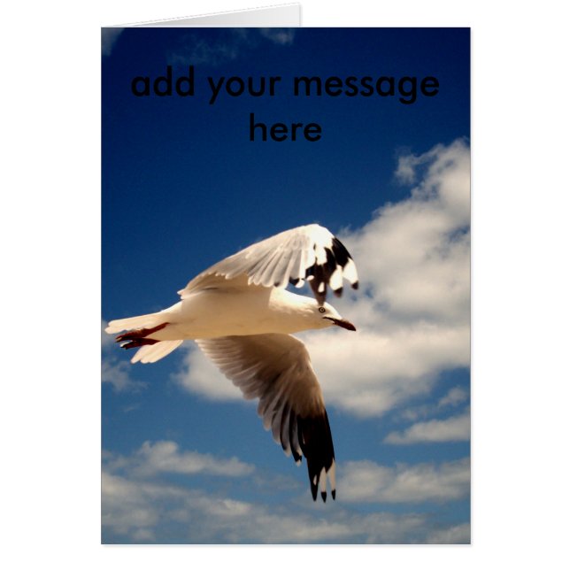 Weißer Seemannsmöwe (Vorne)