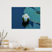 Weißer Seerosen im Teich, Naturfotografie Poster (Küche)
