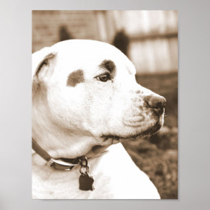 Weißer Sepia Grubenbull Hassakt nicht züchten Poster