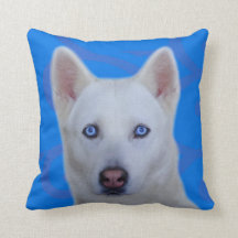 Weißer sibirischer Husky