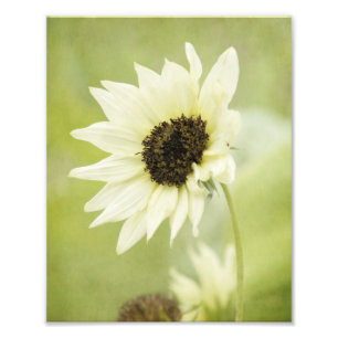 Weißer Sonnenblume-Fotodruck Fotodruck