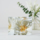 Weißer sonniger Rose Postcard Postkarte (Stehend Vorderseite)