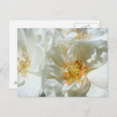 Weißer sonniger Rose Postcard Postkarte (Vorne/Hinten)