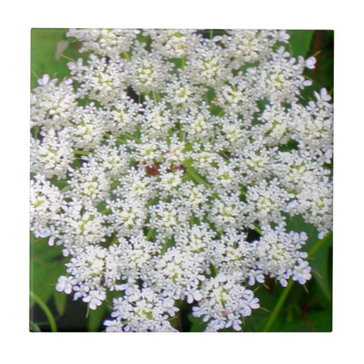 Weißer SpitzeHydrangea Fliese (Vorderseite)