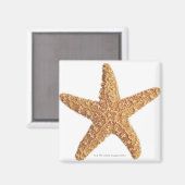 Weißer Starfisch abgeschieden Magnet (Vorderseite/Rückseite)