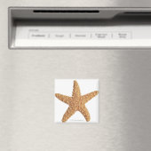 Weißer Starfisch abgeschieden Magnet (In Situ (Geschirrspüler))