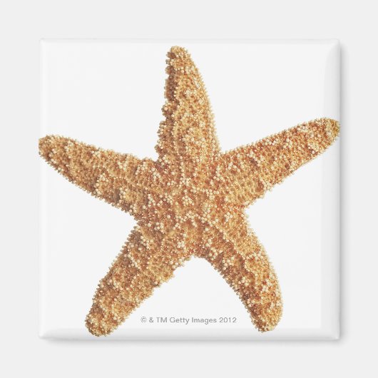 Weißer Starfisch abgeschieden Magnet (Vorne)