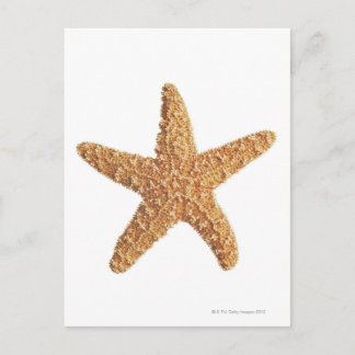 Weißer Starfisch abgeschieden Postkarte