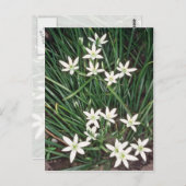 Weißer Stern von Bethlehem (Ornithogalum Umbellatu Postkarte (Vorne/Hinten)