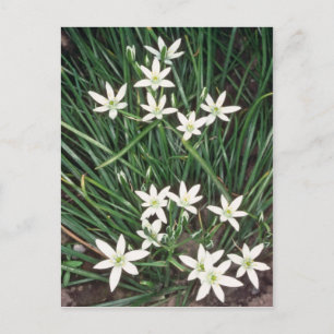 Weißer Stern von Bethlehem (Ornithogalum Umbellatu Postkarte