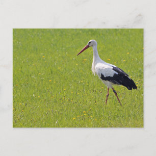Weißer Storch auf einer Wiese Postkarte