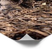 Weißer Storch auf seinem Nest Postcard Metal Orn Poster (Ecke)