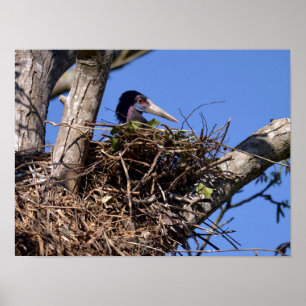 Weißer Storch auf seinem Nest Postcard Metal Orn Poster