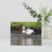 Weißer Storch im Wasser Postkarte (Stehend Vorderseite)