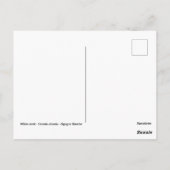 Weißer Storch im Wasser Postkarte (Rückseite)