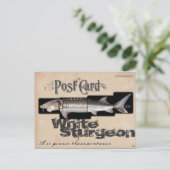 Weißer Sturgeon-Illusionenser-Antik Postkarte (Stehend Vorderseite)