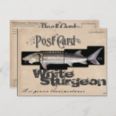 Weißer Sturgeon-Illusionenser-Antik Postkarte (Vorne/Hinten)