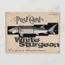 Weißer Sturgeon-Illusionenser-Antik Postkarte