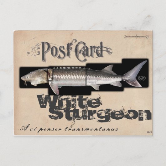 Weißer Sturgeon-Illusionenser-Antik Postkarte (Vorderseite)