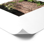 Weißer süßer Herbst Clematis florale Poster (Ecke)