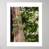 Weißer süßer Herbst Clematis florale Poster (Vorne)