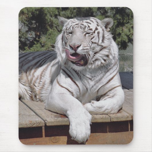 Weißer Tiger 10 Mousepad (Vorne)
