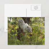 Weißer Tiger 10 Postkarte (Vorne/Hinten)