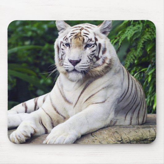 Weißer Tiger 1 Mousepad (Vorne)