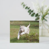 Weißer Tiger 3825e Postkarte (Stehend Vorderseite)