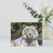 Weißer Tiger 9 Postkarte (Stehend Vorderseite)