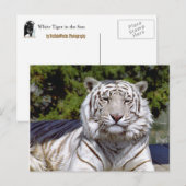 Weißer Tiger 9 Postkarte (Vorne/Hinten)
