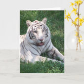 Weißer Tiger auf dem Bild eines grünen Gras Karte (Gelbe Blume)