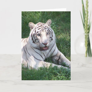 Weißer Tiger auf dem Bild eines grünen Gras Karte