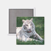 Weißer Tiger auf dem Bild eines grünen Gras Magnet (Vorderseite/Rückseite)