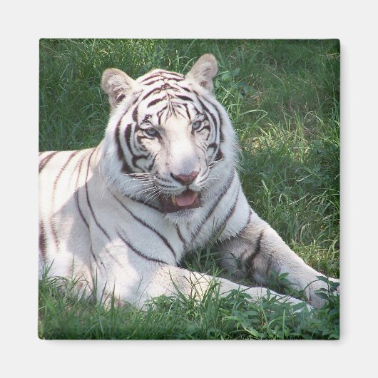 Weißer Tiger auf dem Bild eines grünen Gras Magnet (Vorne)