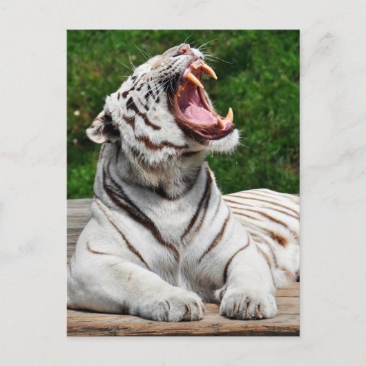 Weißer Tiger, Bengal-Tiger Postkarte (Vorderseite)