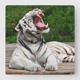 Weißer Tiger, Bengal-Tiger Wanduhr