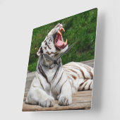 Weißer Tiger, Bengalische Tiger-Mauer-Uhr Quadratische Wanduhr (Winkel)