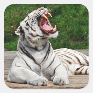 Weisser Bengalischer Tiger Aufkleber Zazzle De