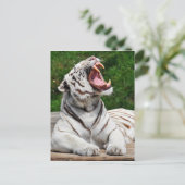 Weißer Tiger, Bengalischer Tiger Postkarte (Stehend Vorderseite)