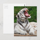 Weißer Tiger, Bengalischer Tiger Postkarte (Vorne/Hinten)