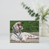 Weißer Tiger, Bengalischer Tiger Postkarte (Stehend Vorderseite)